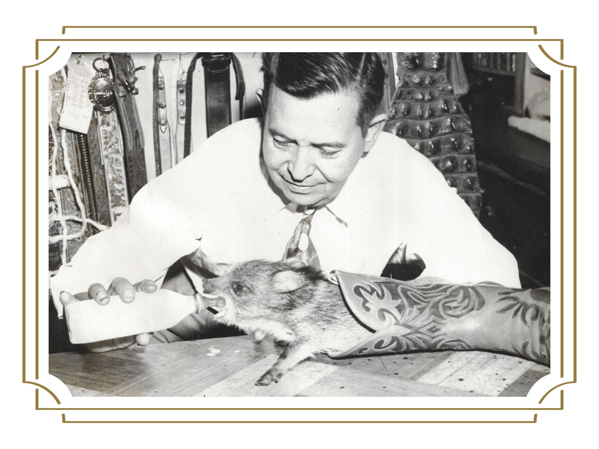 A black and white photo of a man feeding an animal that is lying in a custom cowboy boot.
