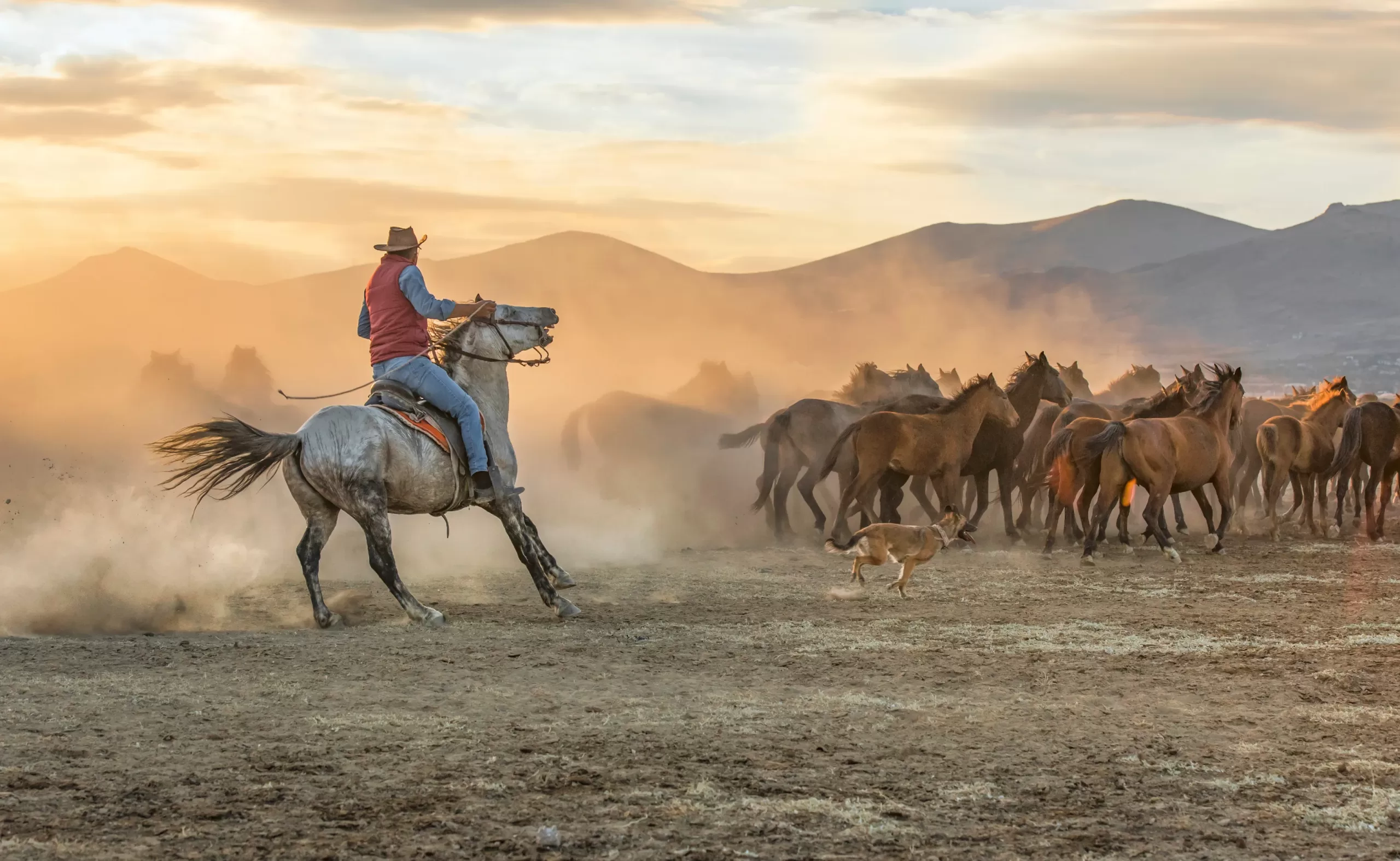cowboy at sunset wrangling a herd of horses